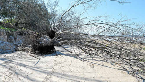 Fallen trees at Woodgate, caused by flooding erosion. Fallen trees at Woodgate, caused by flooding erosion.
